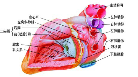 心臟解剖圖